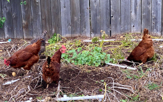 egg-laying-hens